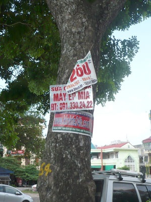 “Kiếp nạn” của cây xanh trên đường Bưởi - 9 “Kiếp nạn” của cây xanh trên đường Bưởi - 9