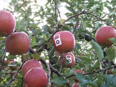 Chùm ảnh: Sáng tạo... cùng logo quả táo của Apple - 6 Chùm ảnh: Sáng tạo... cùng logo quả táo của Apple - 6