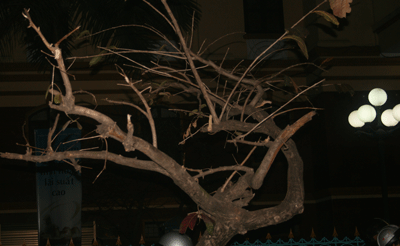 Đêm giao thừa cùng 2 câu chuyện môi trường - 4 Đêm giao thừa cùng 2 câu chuyện môi trường - 4