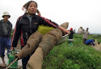 Lên Thủy Trầm, tầm chép đỏ - 1 Lên Thủy Trầm, tầm chép đỏ - 1