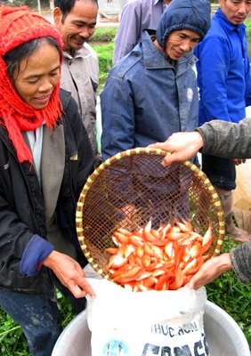 Lên Thủy Trầm, tầm chép đỏ - 7 Lên Thủy Trầm, tầm chép đỏ - 7