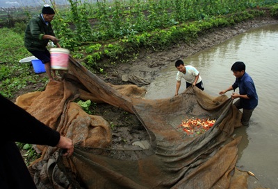 Lên Thủy Trầm, tầm chép đỏ - 9 Lên Thủy Trầm, tầm chép đỏ - 9