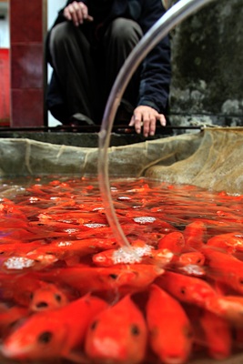 Lên Thủy Trầm, tầm chép đỏ - 10 Lên Thủy Trầm, tầm chép đỏ - 10