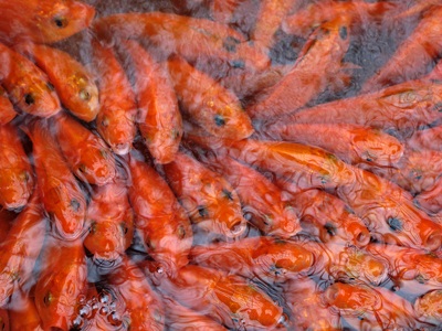 Lên Thủy Trầm, tầm chép đỏ - 12 Lên Thủy Trầm, tầm chép đỏ - 12