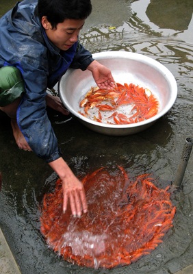 Lên Thủy Trầm, tầm chép đỏ - 13 Lên Thủy Trầm, tầm chép đỏ - 13