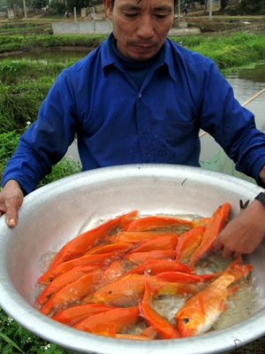 Lên Thủy Trầm, tầm chép đỏ - 14 Lên Thủy Trầm, tầm chép đỏ - 14