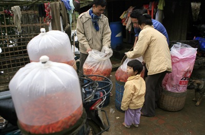 Lên Thủy Trầm, tầm chép đỏ - 2 Lên Thủy Trầm, tầm chép đỏ - 2