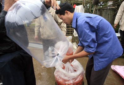 Lên Thủy Trầm, tầm chép đỏ - 5 Lên Thủy Trầm, tầm chép đỏ - 5