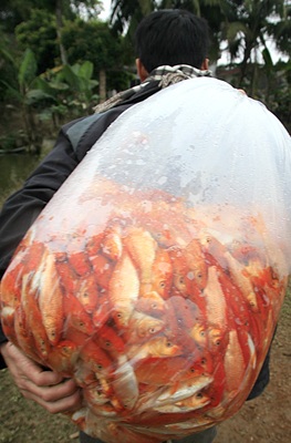 Lên Thủy Trầm, tầm chép đỏ - 6 Lên Thủy Trầm, tầm chép đỏ - 6