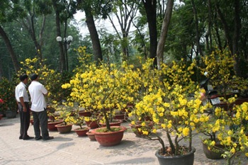 Chợ tết TPHCM, giá cả tăng giảm thất thường - 1 Chợ tết TPHCM, giá cả tăng giảm thất thường - 1