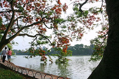 Chùm ảnh: Hoa phượng rực phố - 15 Chùm ảnh: Hoa phượng rực phố - 15