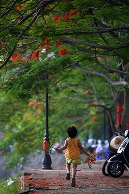 Chùm ảnh: Hoa phượng rực phố - 5 Chùm ảnh: Hoa phượng rực phố - 5