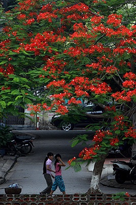 Chùm ảnh: Hoa phượng rực phố - 7 Chùm ảnh: Hoa phượng rực phố - 7