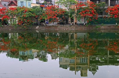 Chùm ảnh: Hoa phượng rực phố - 9 Chùm ảnh: Hoa phượng rực phố - 9