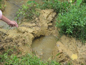 Voi rừng lại về bản, người dân lo âu khiếp đảm - 1