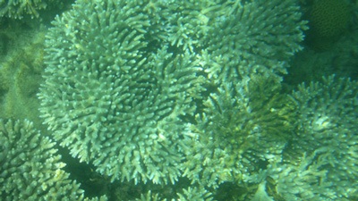 Một thiên đường mới - 1