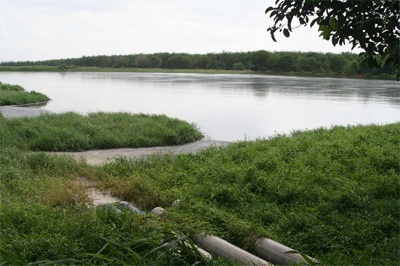 Vedan “con” cũng xả nước thải trực tiếp ra môi trường - 1