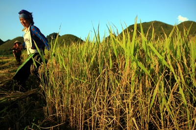 Mùa vàng Quản Bạ - 11