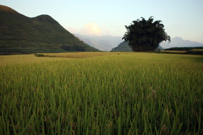 Mùa vàng Quản Bạ - 12