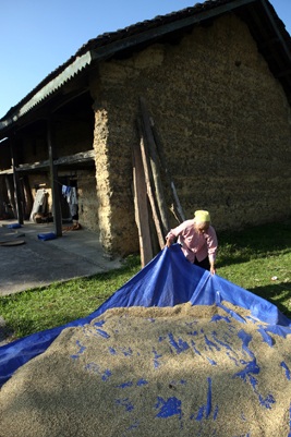 Mùa vàng Quản Bạ - 6