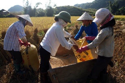 Mùa vàng Quản Bạ - 7