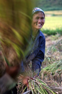 Mùa vàng Quản Bạ - 1