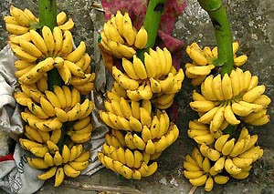 “Tắm” chín củ, quả bằng hóa chất lạ - 1 “Tắm” chín củ, quả bằng hóa chất lạ - 1