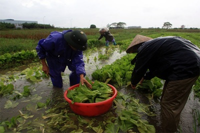 Lội ruộng mò rau - 9
