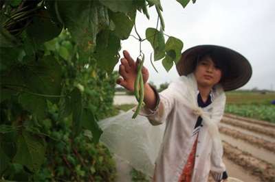 Lội ruộng mò rau - 10