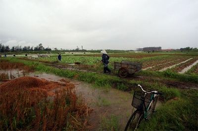 Lội ruộng mò rau - 11