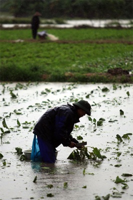 Lội ruộng mò rau - 12