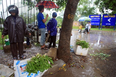 Lội ruộng mò rau - 13