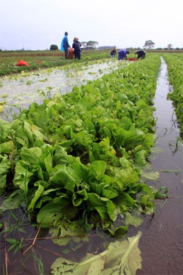 Lội ruộng mò rau - 14