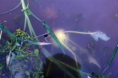 Lội ruộng mò rau - 15