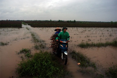 Lội ruộng mò rau - 4