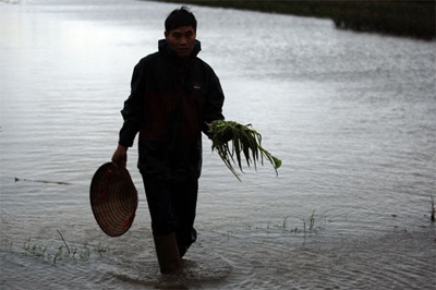 Lội ruộng mò rau - 5