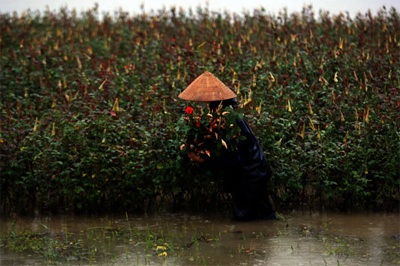 Lội ruộng mò rau - 6