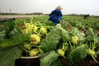 Lội ruộng mò rau - 7