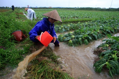Lội ruộng mò rau - 8