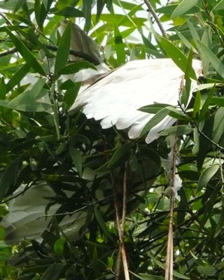 Phóng sự ảnh: Thương lắm cò ơi! - 6