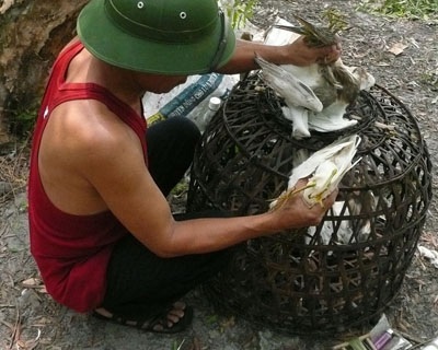 Phóng sự ảnh: Thương lắm cò ơi! - 7