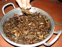 Đi ăn côn trùng  - 1