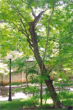 Bắt khẩn cấp cán bộ tổ chức đốn cây sưa ở gò Đống Đa - 1