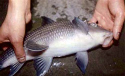 Huyền thoại cá Anh Vũ - 1