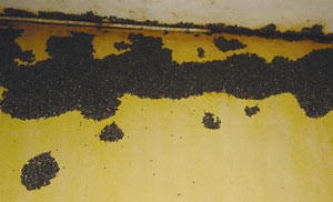 Bọ đen “bu kín” xã Xuân Quế, Đồng Nai - 1 Bọ đen “bu kín” xã Xuân Quế, Đồng Nai - 1