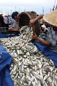 Bến cá nóc - 1 Bến cá nóc - 1