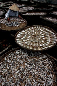 Bến cá nóc - 6 Bến cá nóc - 6