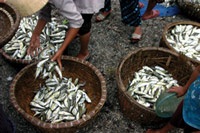 Bến cá nóc - 2 Bến cá nóc - 2