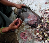 Bến cá nóc - 4 Bến cá nóc - 4