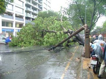 TPHCM: Gió lớn, nhiều cây xanh bật gốc - 1 TPHCM: Gió lớn, nhiều cây xanh bật gốc - 1